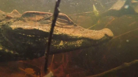 Dwarf crocodile under the water in the wild of Congo in Africa Video stock 83169495