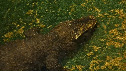 Dwarf crocodile at ZOO close up Stock Footage 106287522