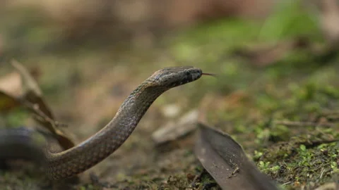 Dwarf Crown Snake 100fps 4K Video stock 223967207