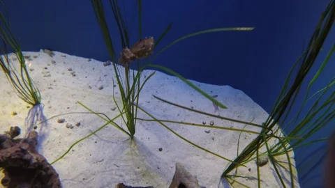 Dwarf Cuttlefish, 4K Stock Footage 88640811