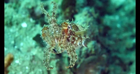 Dwarf cuttlefish spreading tentacles in alert posture 스톡 동영상 327541413