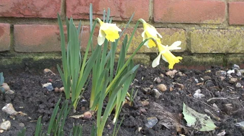 Dwarf daffodils in flower bed-08 Stock Footage 35596570