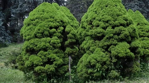 Dwarf decorative Christmas trees. Vídeos de archivo 265494626