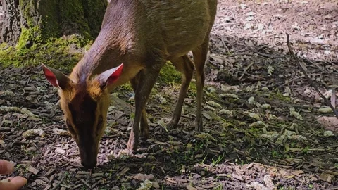 A dwarf deer eating Stock Footage 274206712