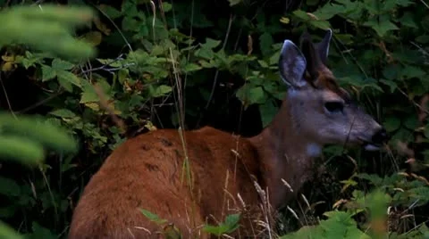Dwarf Deer in the grass Stock Footage 10743274