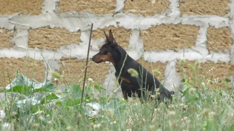 A dwarf doberman pinscher sits in the grass against the background of an old Stock Footage 245481246