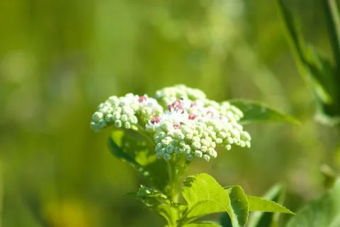 Dwarf elder in bloom closeup with green selective focus background Foto stock