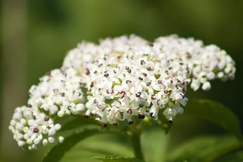 Dwarf elder in bloom closeup view with green blurred background Stock-Fotos