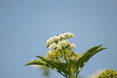 Dwarf elder in bloom closeup view with blue sky on background Stock-Fotos