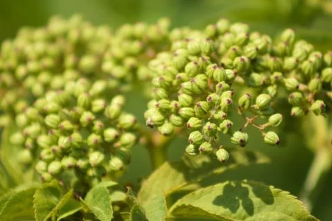 Dwarf elder buds closeup view with selective focus on foreground Stock Photos