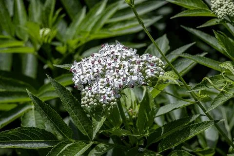 Dwarf Elder Flowers with Purple Anthers in Botanical Garden Stock Photos