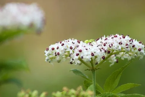 Dwarf elder inflorescence in bloom closeup view with blurred background Stock Photos