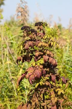 Dwarf elder red leaves closeup view with blurred background Foto stock