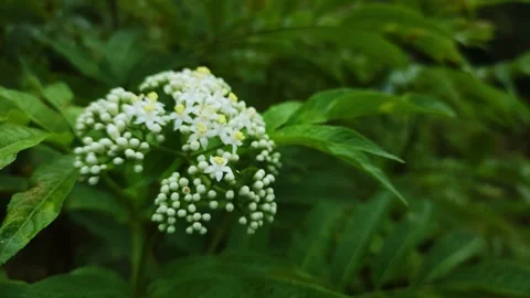 Dwarf Elder White Flowers Closeup Stock Footage 317859315
