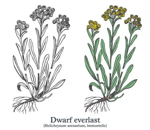 Dwarf everlast. Colorful vector hand drawn plant. Vintage medicinal sketch Stock Illustration
