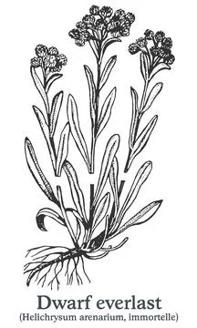 Dwarf everlast. Vector hand drawn plant. Vintage medicinal plant sketch. Stock Illustration