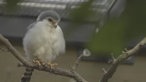 A dwarf falcon  Stock Footage 277464874