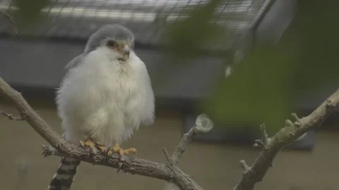 A dwarf falcon sitting  Stock Footage 277459526