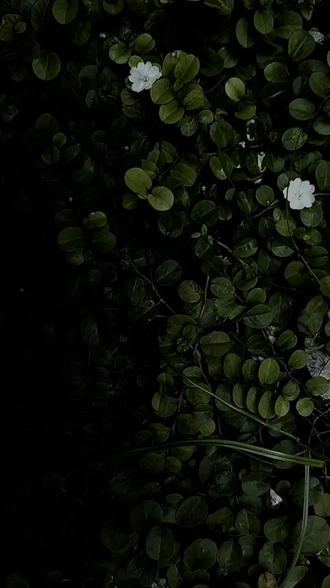 Dwarf Flowers in Dark View Stock Footage 325656514