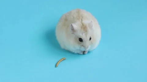 Dwarf fluffy hamster eats a dry worm on a blue background close-up. Stock Footage 134318349