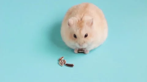 Dwarf fluffy hamster eats food on a blue background, front view Stock Footage 134318357