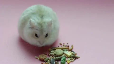 Dwarf fluffy hamster eats grain on pink background, front view Stock Footage 145377232