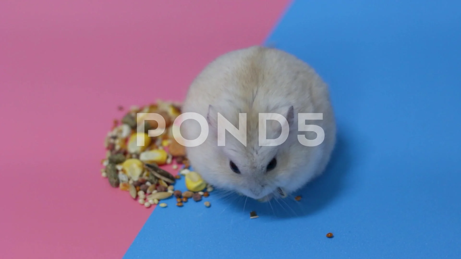 Fluffy dwarf hamster cheap