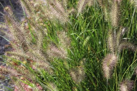 Dwarf fountain grass Stock Photos