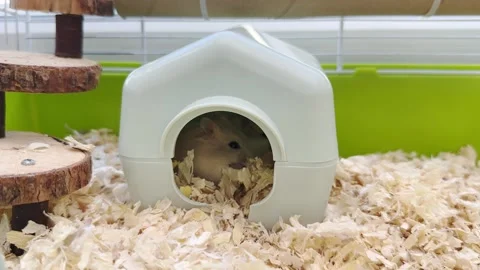 Dwarf furry hamster eats food next to the feeder in cage, funny thing, hamster Stock-Footage 245203344