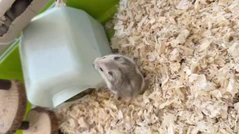 Dwarf furry hamster eats food next to the feeder in cage, funny thing, hamster Stock-Footage 245203607