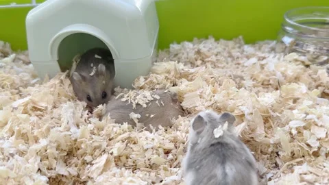 Dwarf furry hamster eats food next to the feeder in cage, funny thing, hamster Stock-Footage 245390059