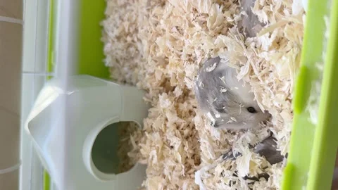 Dwarf furry hamster eats food next to the feeder in cage, funny thing, hamster Stock-Footage 245390147