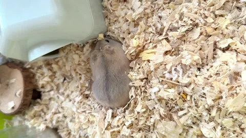 Dwarf furry hamster eats food next to the feeder in cage, funny thing, hamster Stock-Footage 246238261
