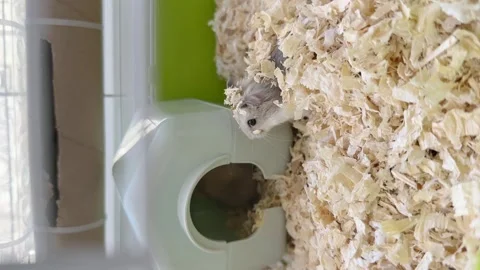 Dwarf furry hamster eats food next to the feeder in cage, funny thing, hamster Stock-Footage 246238366