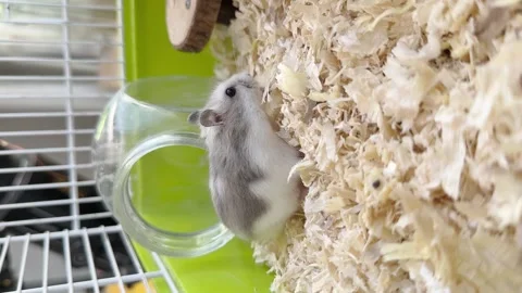 Dwarf furry hamster eats food next to the feeder in cage, funny thing, hamster Stock-Footage 246238481