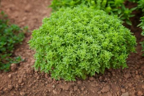 Dwarf globe basil Stock Photos