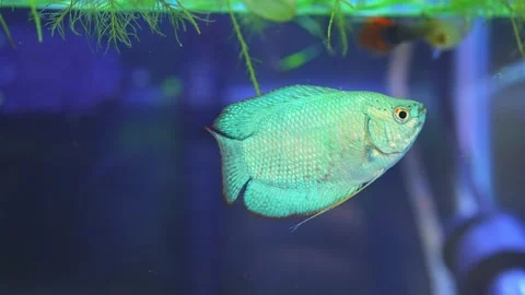 Dwarf gourami fish close up macro slow motion shot. Powder blue gourami fis.. 動画素材 231260259