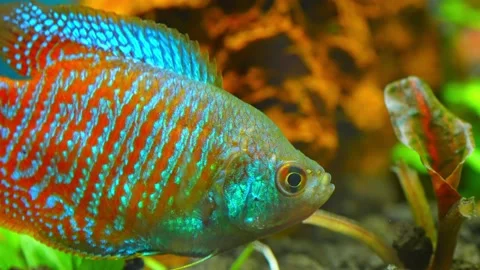Dwarf gourami fish close up macro slow motion shot. Flame gourami, Red gour.. 動画素材 231260261