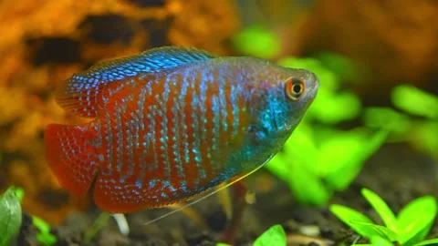 Dwarf gourami fish close up macro slow motion shot. Flame gourami, Red gour.. Stockbeeldmateriaal 231260270