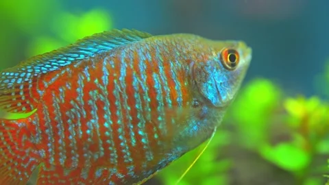 Dwarf gourami fish close up macro slow motion shot. Flame gourami, Red gour.. Stockbeeldmateriaal 231260278