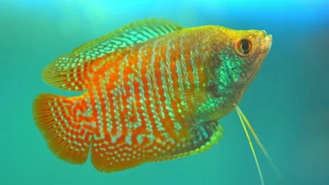 Dwarf gourami fish close up macro slow motion shot. Flame gourami, Red gour.. 動画素材 231260385