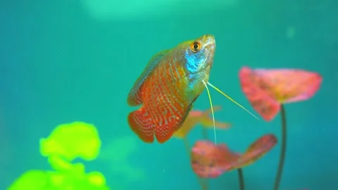 Dwarf gourami fish close up macro slow motion shot. Flame gourami, Red gour.. Stockbeeldmateriaal 231260539