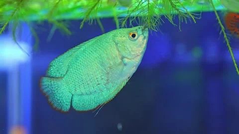 Dwarf gourami fish close up macro slow motion shot. Powder blue gourami fis.. 動画素材 231260560