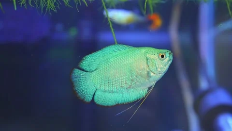 Dwarf gourami fish close up macro slow motion shot. Powder blue gourami fis.. Vídeos de archivo 232327451