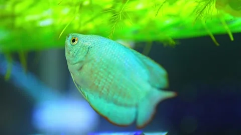 Dwarf gourami fish close up macro slow motion shot. Powder blue gourami fis.. Видео 257375204