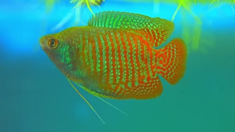 Dwarf gourami fish close up macro slow motion shot. Flame gourami, Red gour.. Stock Footage 257375232