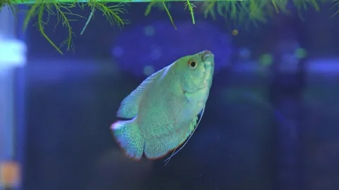 Dwarf gourami fish close up macro slow motion shot. Powder blue gourami fis.. Stock-Footage 257375240