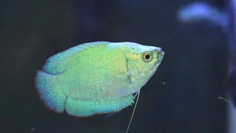 Dwarf gourami fish close up macro slow motion shot. Powder blue gourami fis.. Stock-Footage 257375249