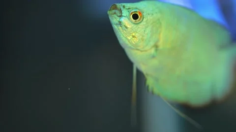 Dwarf Gourami fish, Powder blue dwarf in fish pool. Trichogaster lalius fem.. Stock Footage 231260287