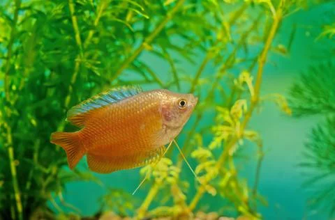 Dwarf gourami Stock Photos